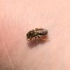 Halictus rubicundus